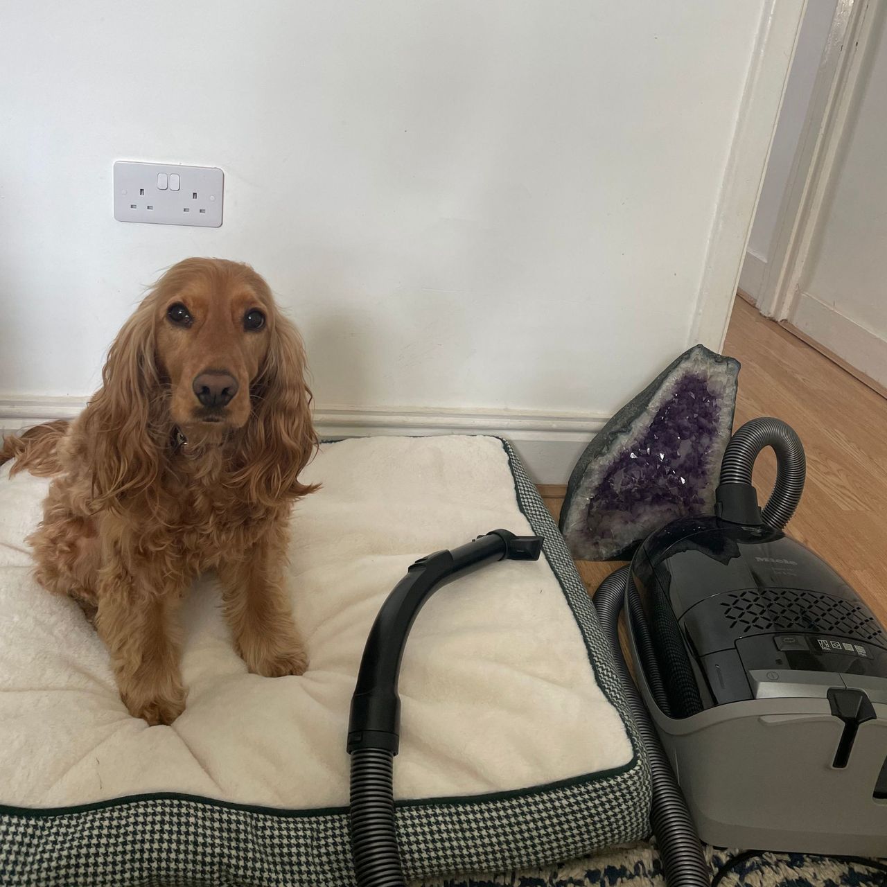 Miele Guard M1 Cat &amp; Dog vacuum next to a white dog bed with a cocker spaniel dog sitting on it