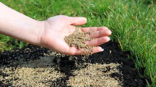 Holding grass seeds to plant