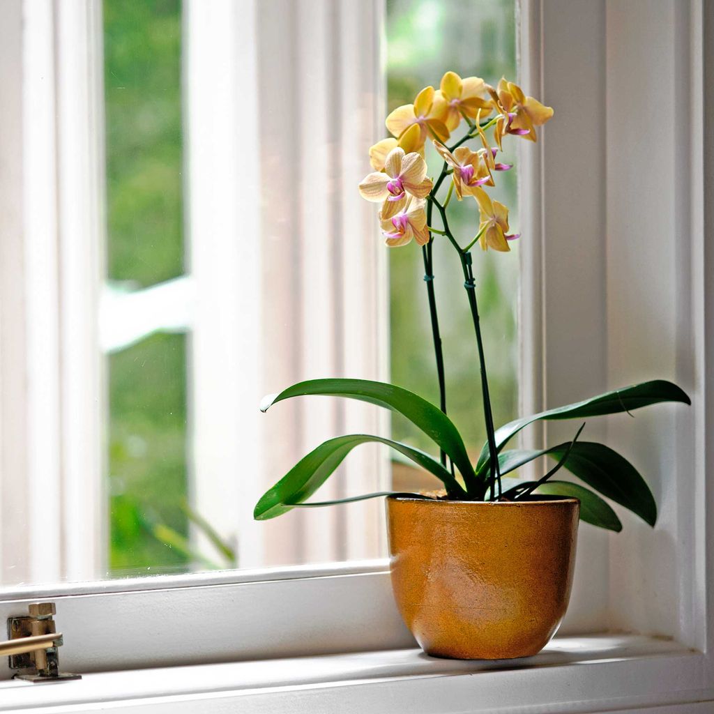 How to care for an orchid a simple guide for beginners Ideal Home