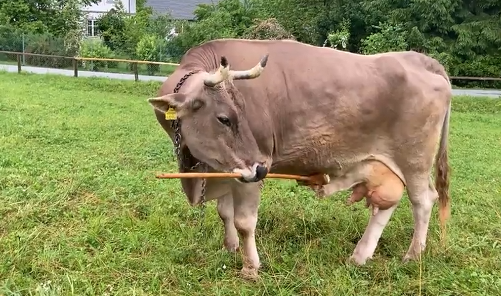 a cow holding a broom in its mouth and using it to scratch its udder