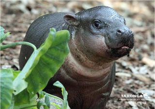 Pygmy Hippo Birth Spotlights Dwarf Animals Live Science