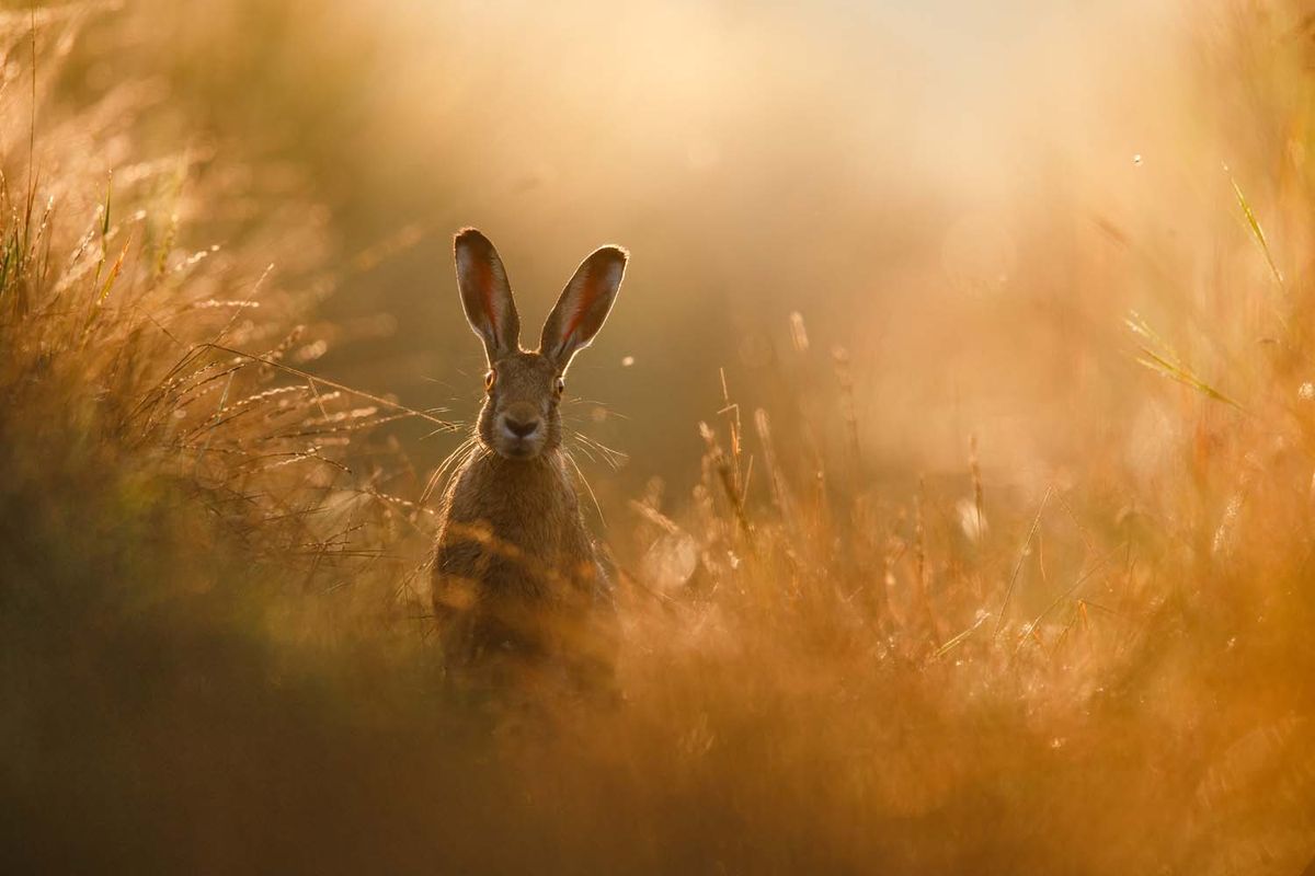 Wildlife photographer wins photo competition with incredible shot of a hare