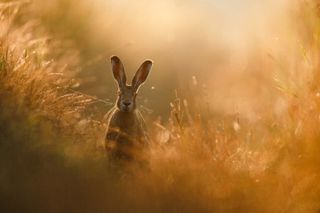 Wildlife photographer wins photo competition with incredible shot of a hare