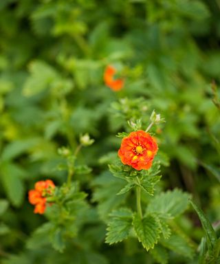 Potentilla William Rollisson