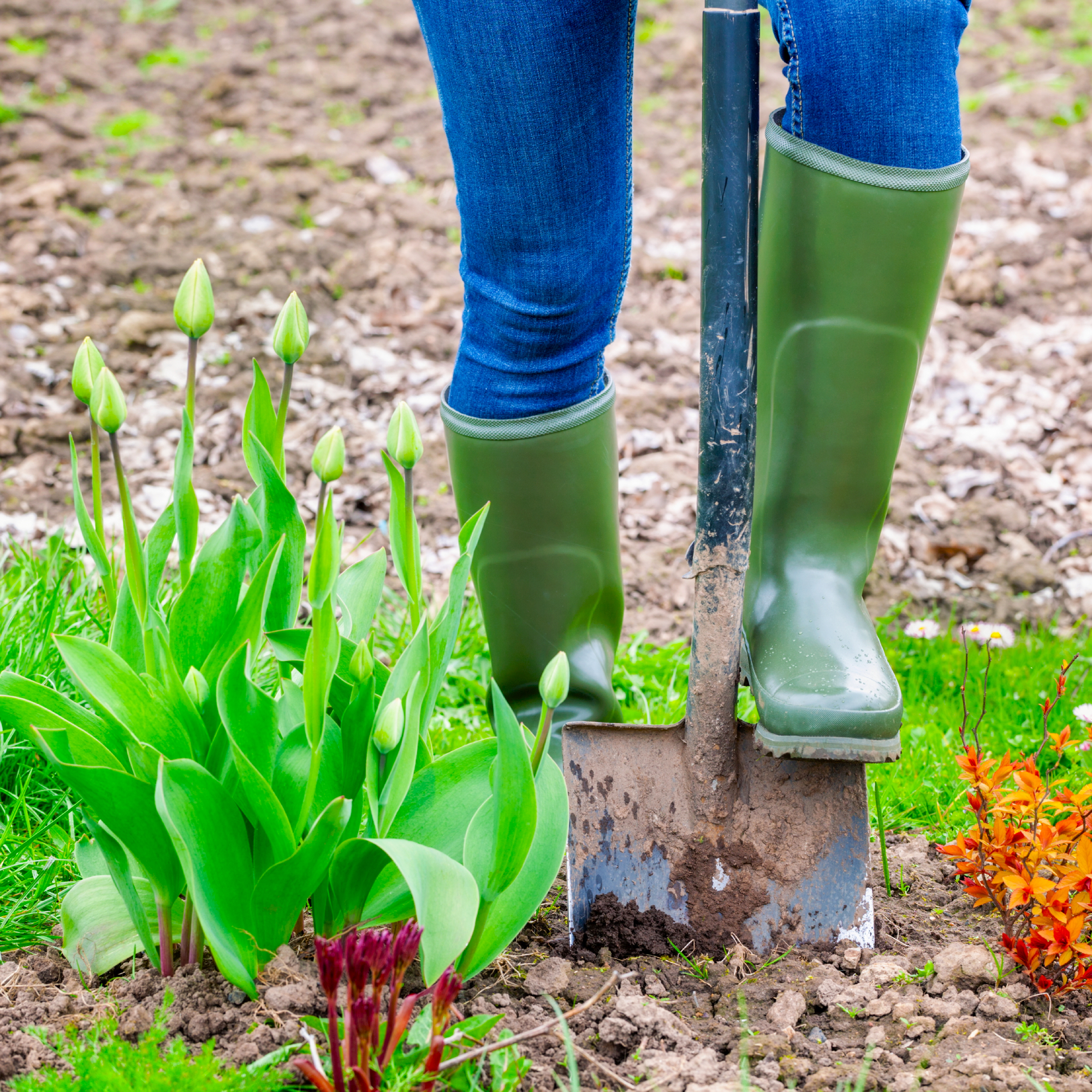 woman digging shovel into spring garden full of plants