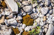 Piera_soils_closeup.jpg
