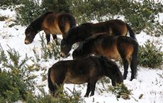 exmoors-snow-feature.jpg