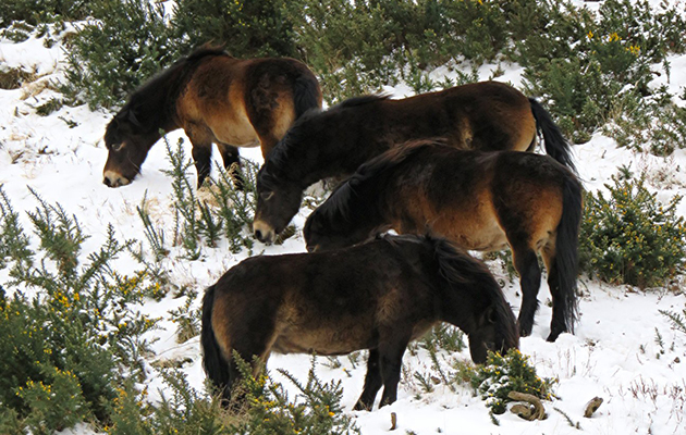 exmoors-snow-feature.jpg