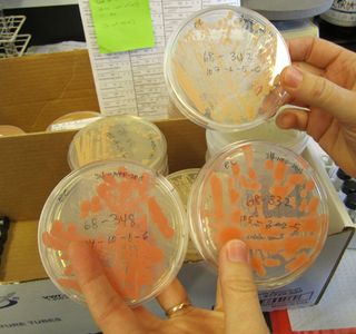 Visit to Phaff Yeast Collection. Three Petri dishes containing colorful yeast colonies.