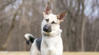 German Shepherd with head tilted in conflict