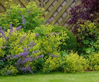 Alchemilla mollis in garden border