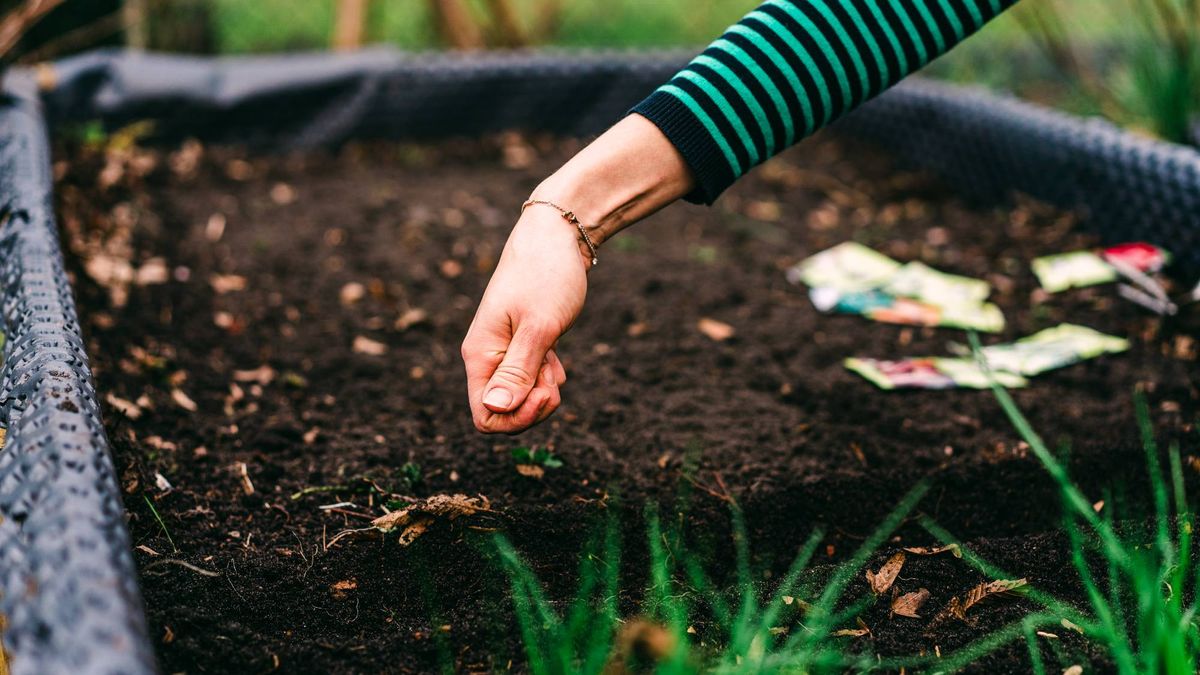 Sorry, Greenhouses – These Seeds Actually Grow Better Sown Outside