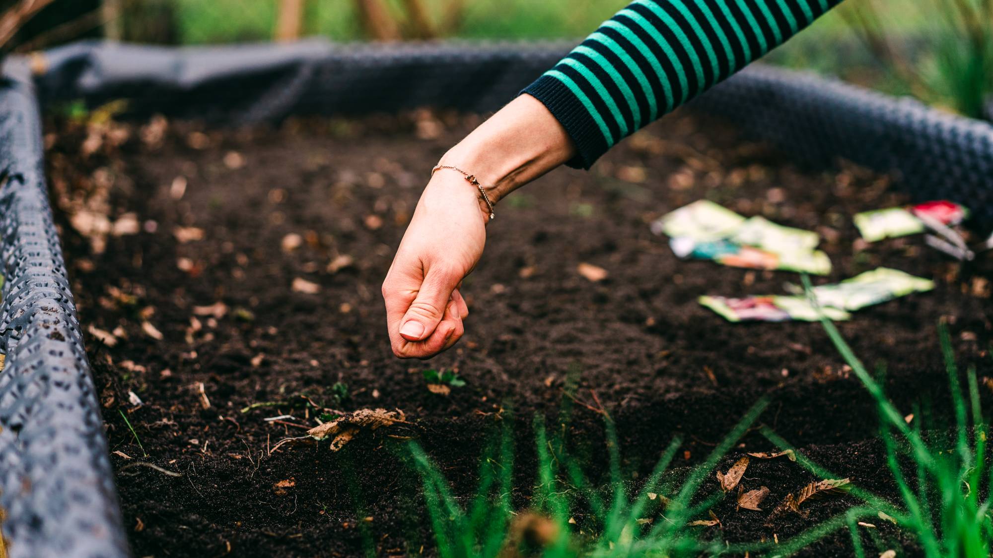 A hand in a striped shirt sowing seeds outdoors in a raised bed