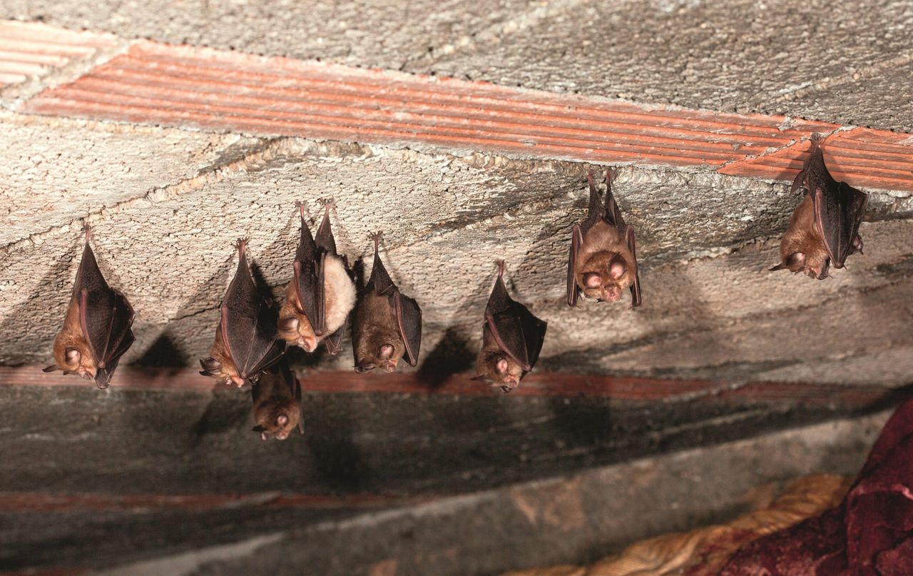 Ruling the roost: the presence of a colony of lesser horseshoe bats in a space earmarked for conversion can present a series of hurdles