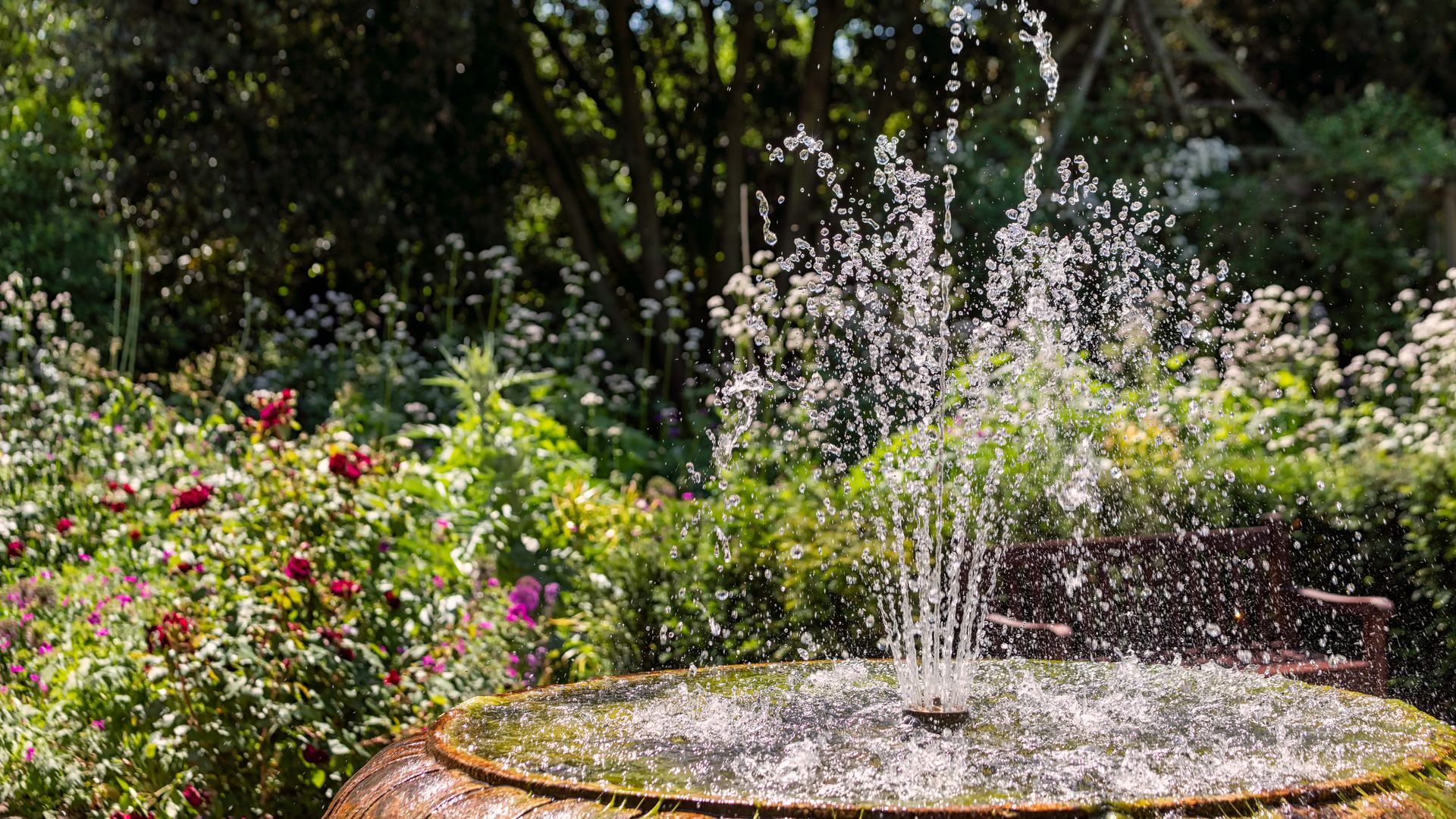 Can I put bleach in my garden water feature? Here's what the experts