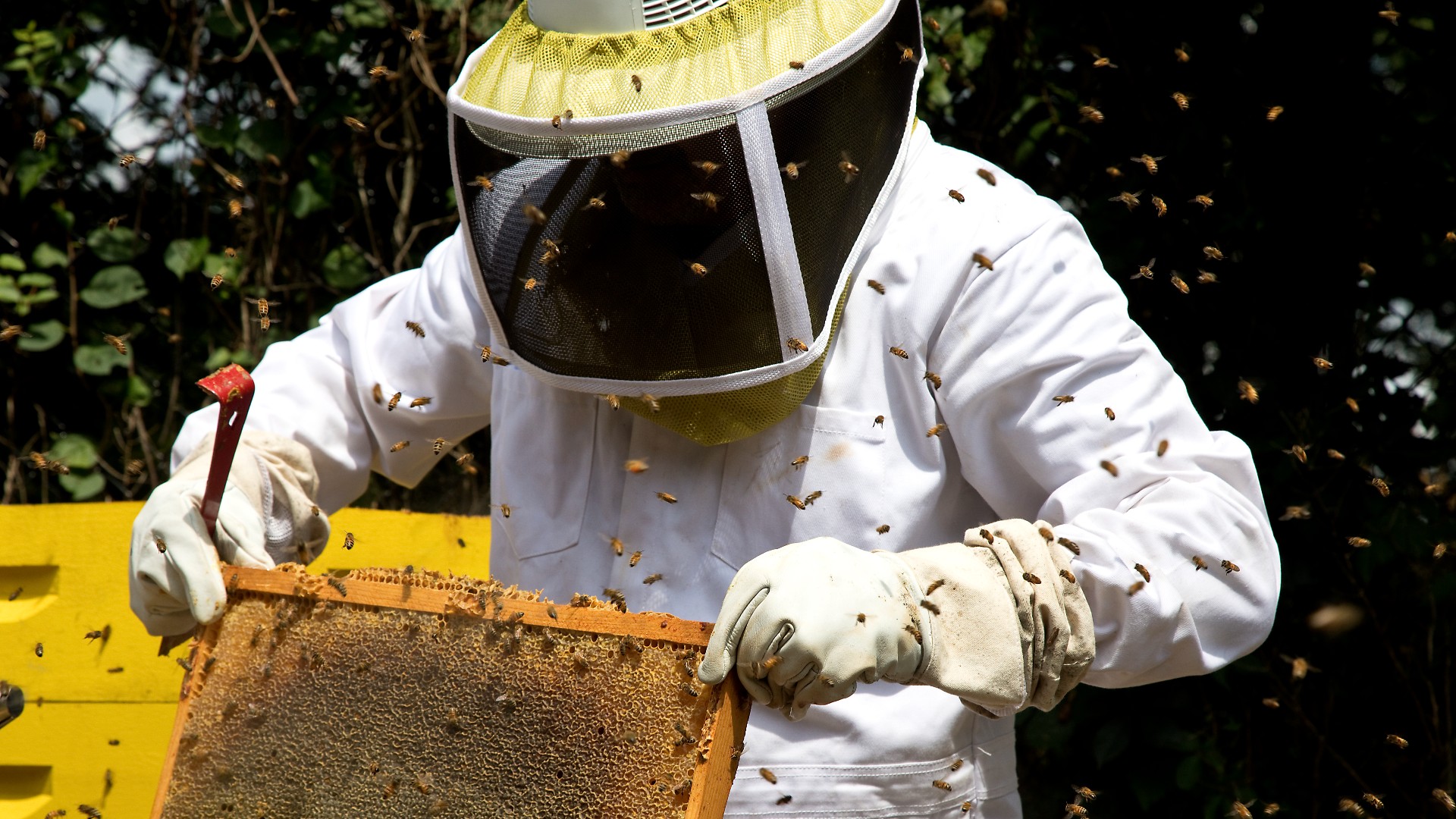 Here we see a beekeeper wearing a white protective bee suit.  They hold a honeycomb in front of them, surrounded by a swarm of bees.