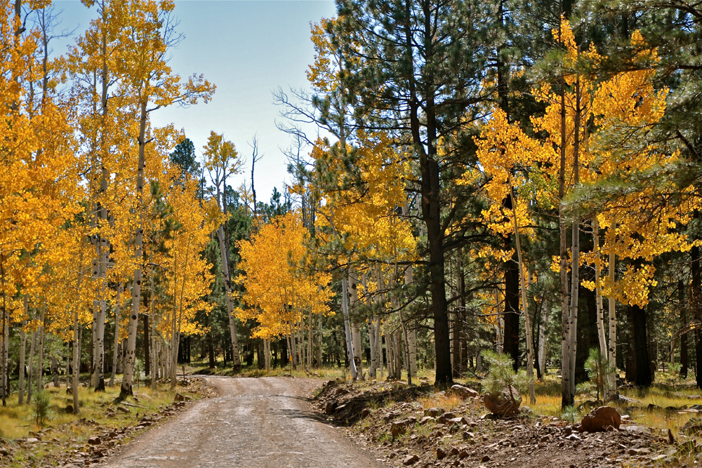 aspens, golden quaking aspen