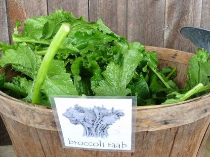 Wooden Basket Full Of Broccolie Rabe