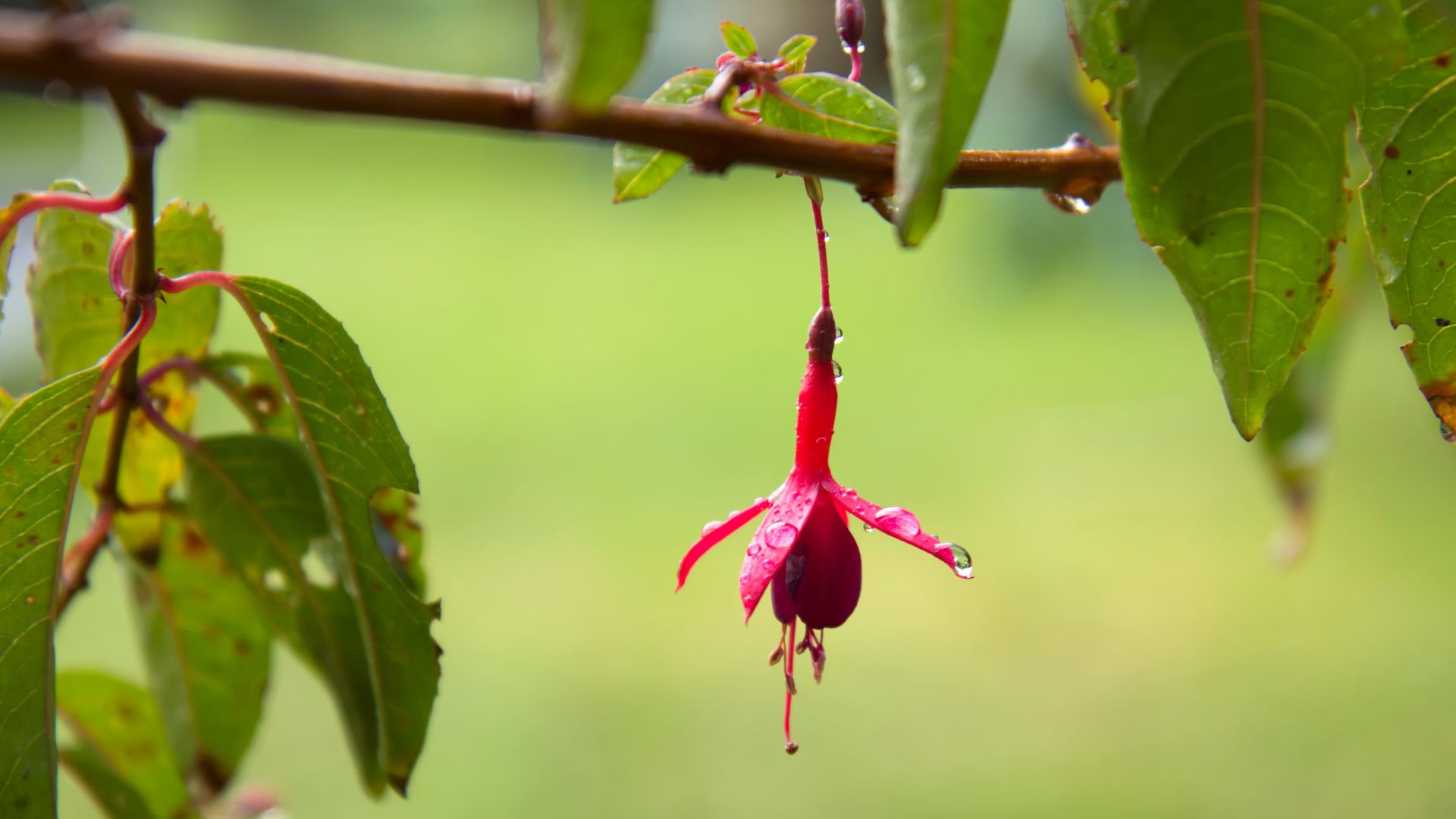 picture of fuchsia in heavy rain