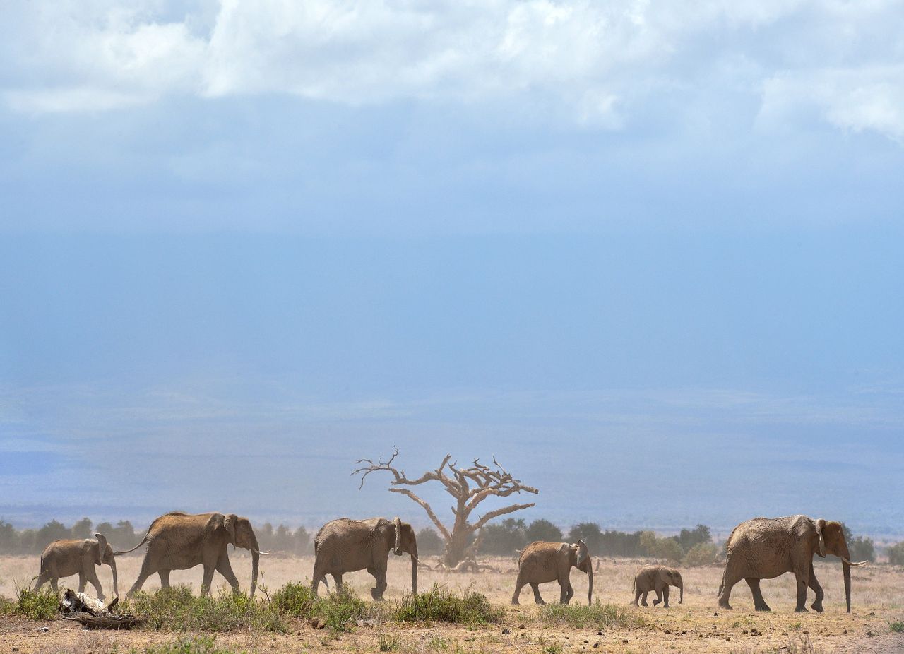 Kenya&amp;#039;s elephants