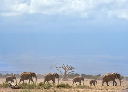 Kenya's elephants