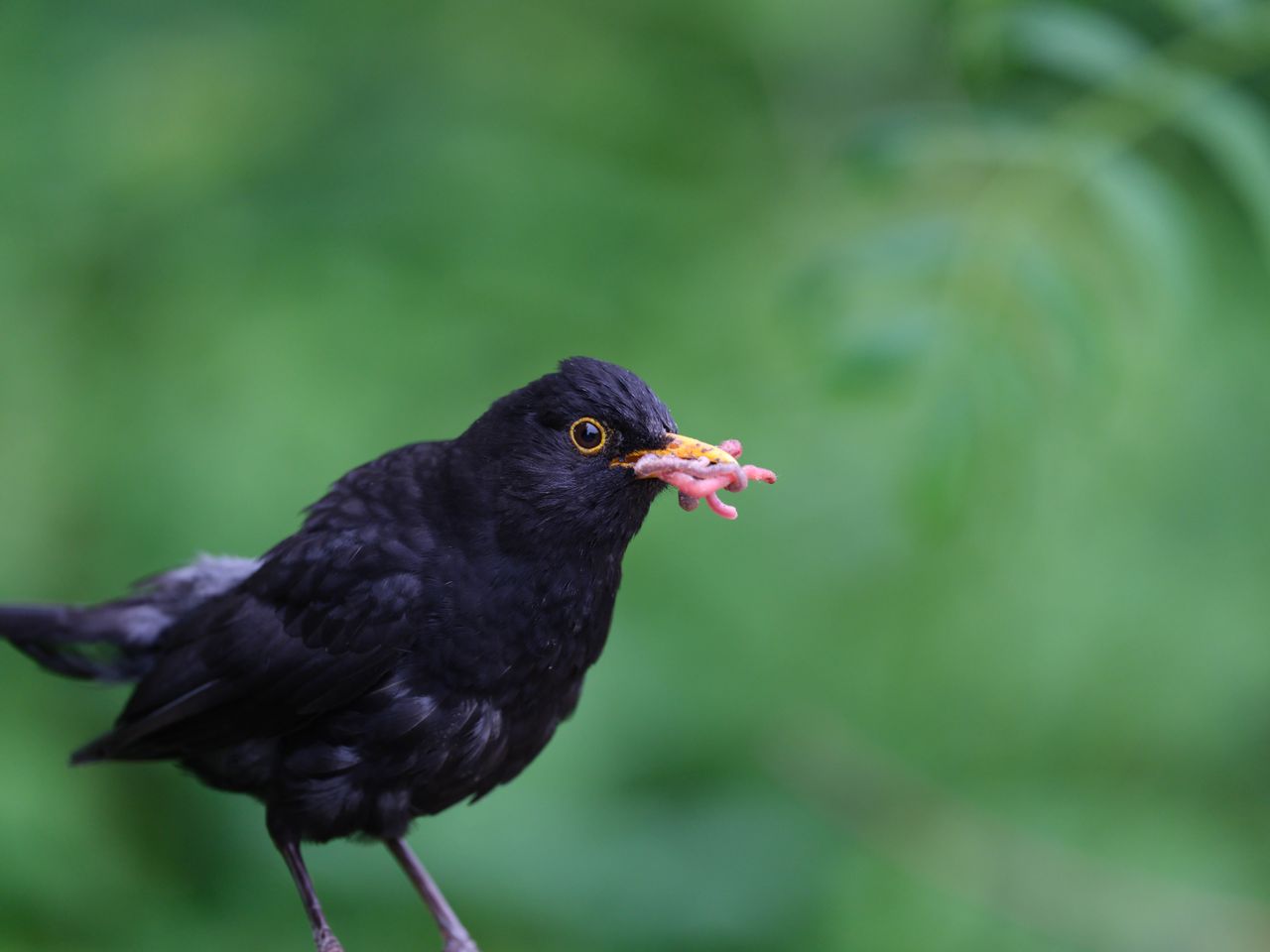 A blackbird with a beak full of worms