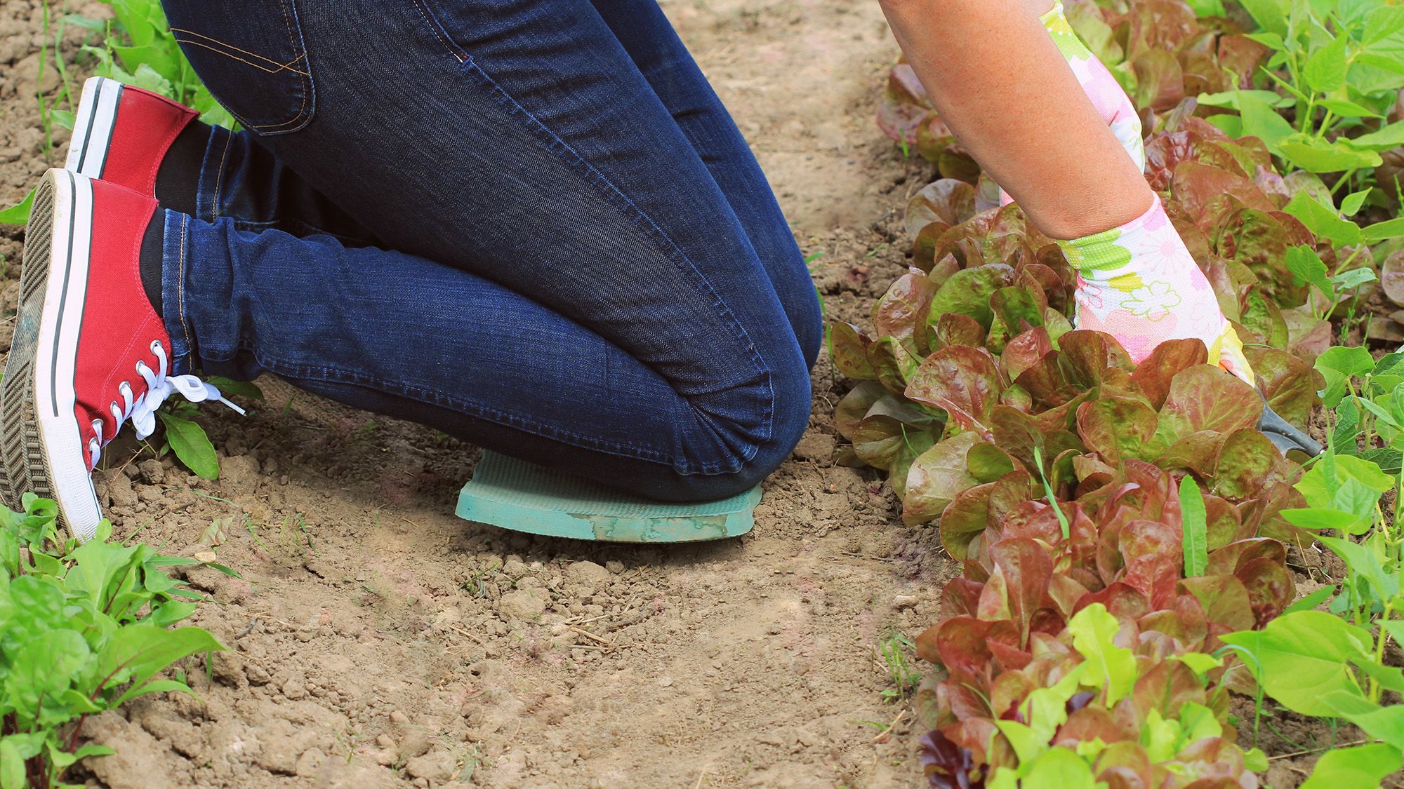 5 tools I swear by to take the strain out of gardening