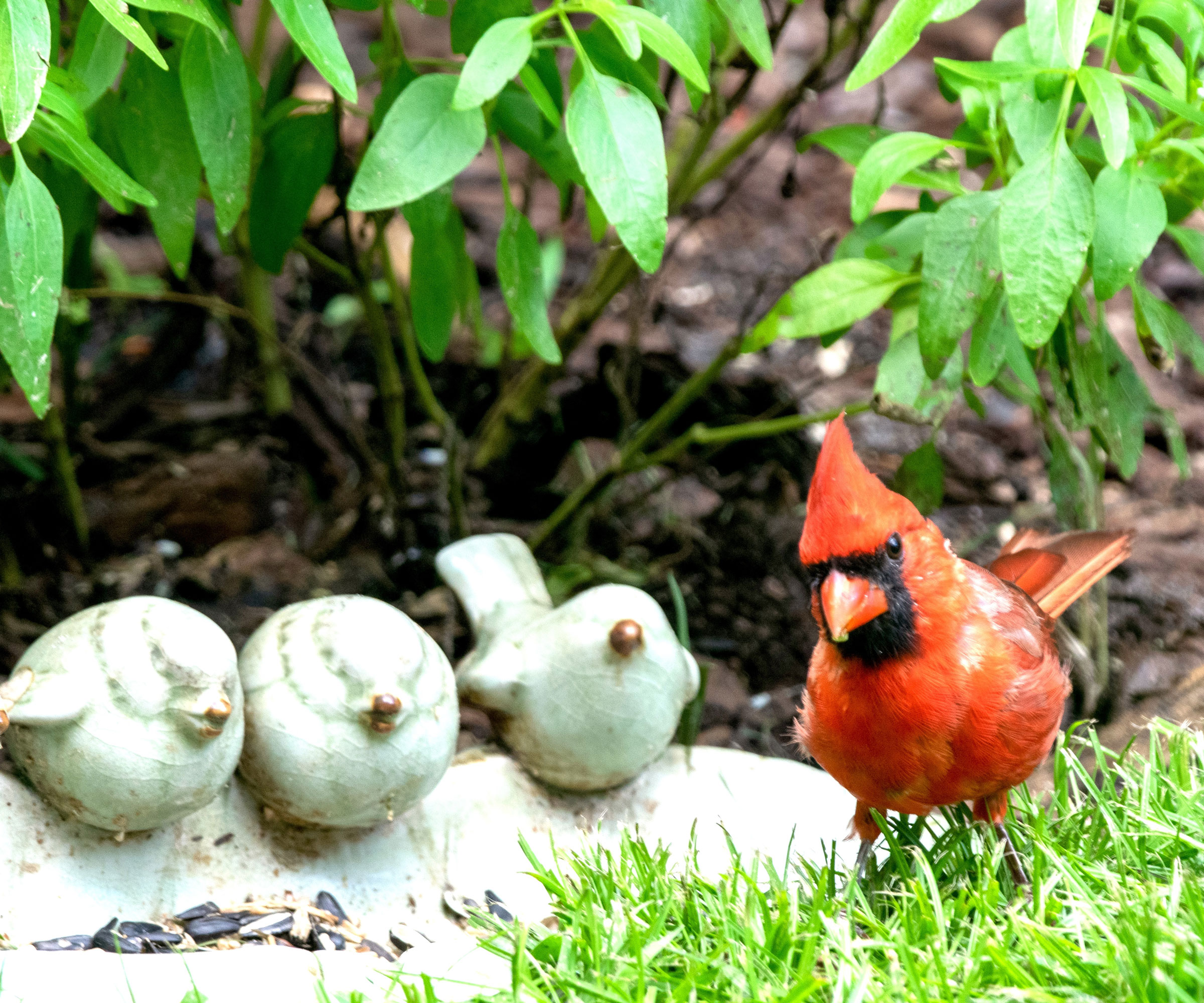 northern cardinal bird sitting near white ceramic birds attached to ground bird bath
