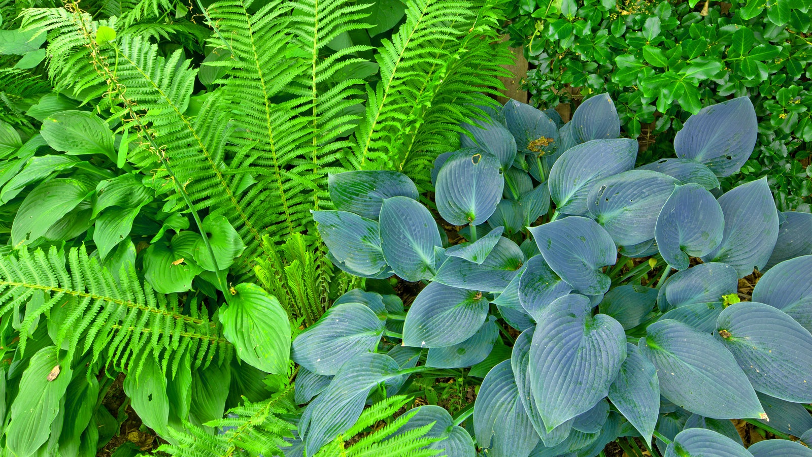 shade plants hostas and ferns