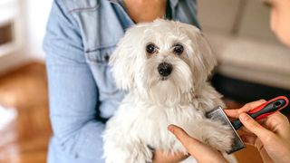 Dog being held by human