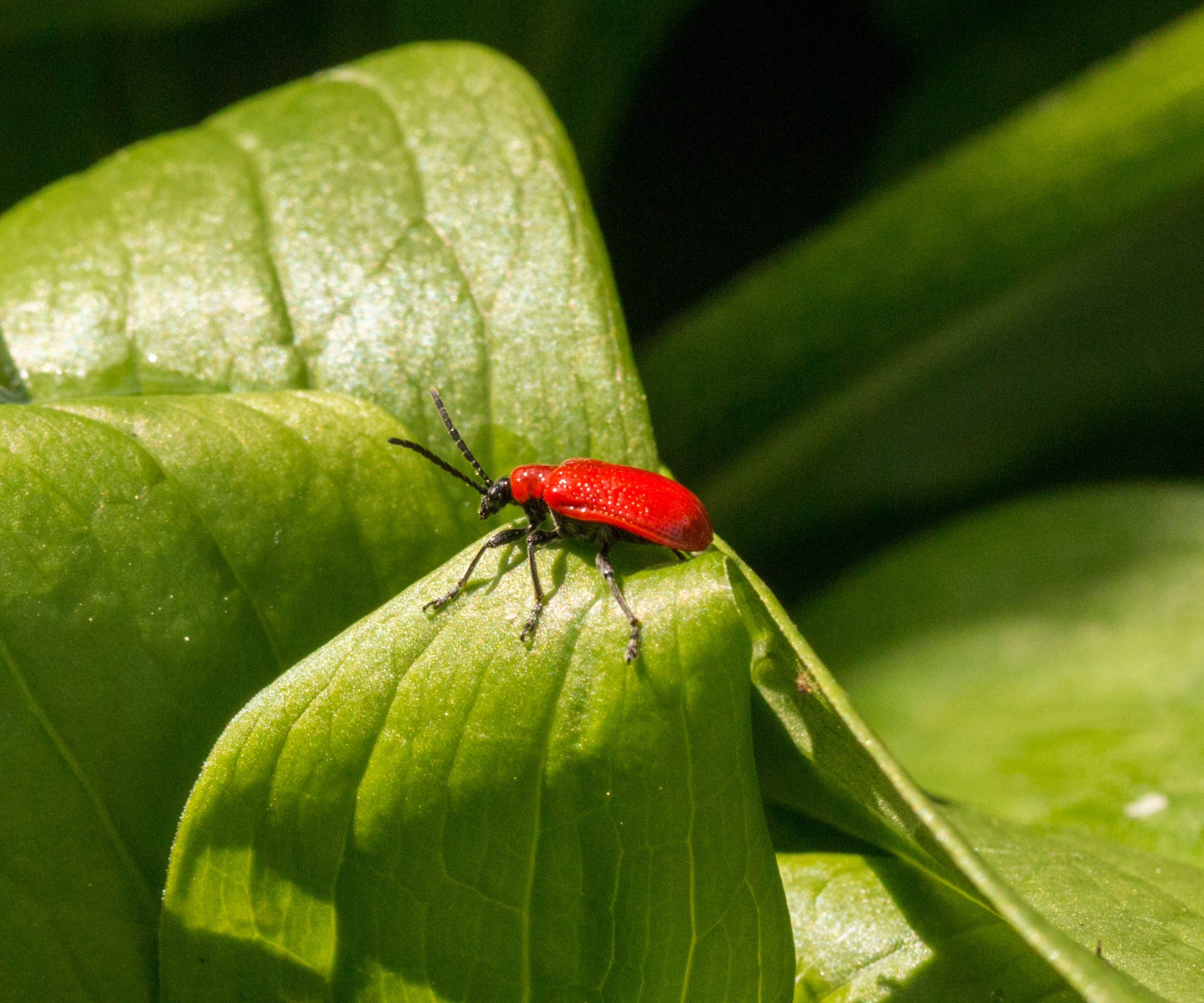 Red lily beetle