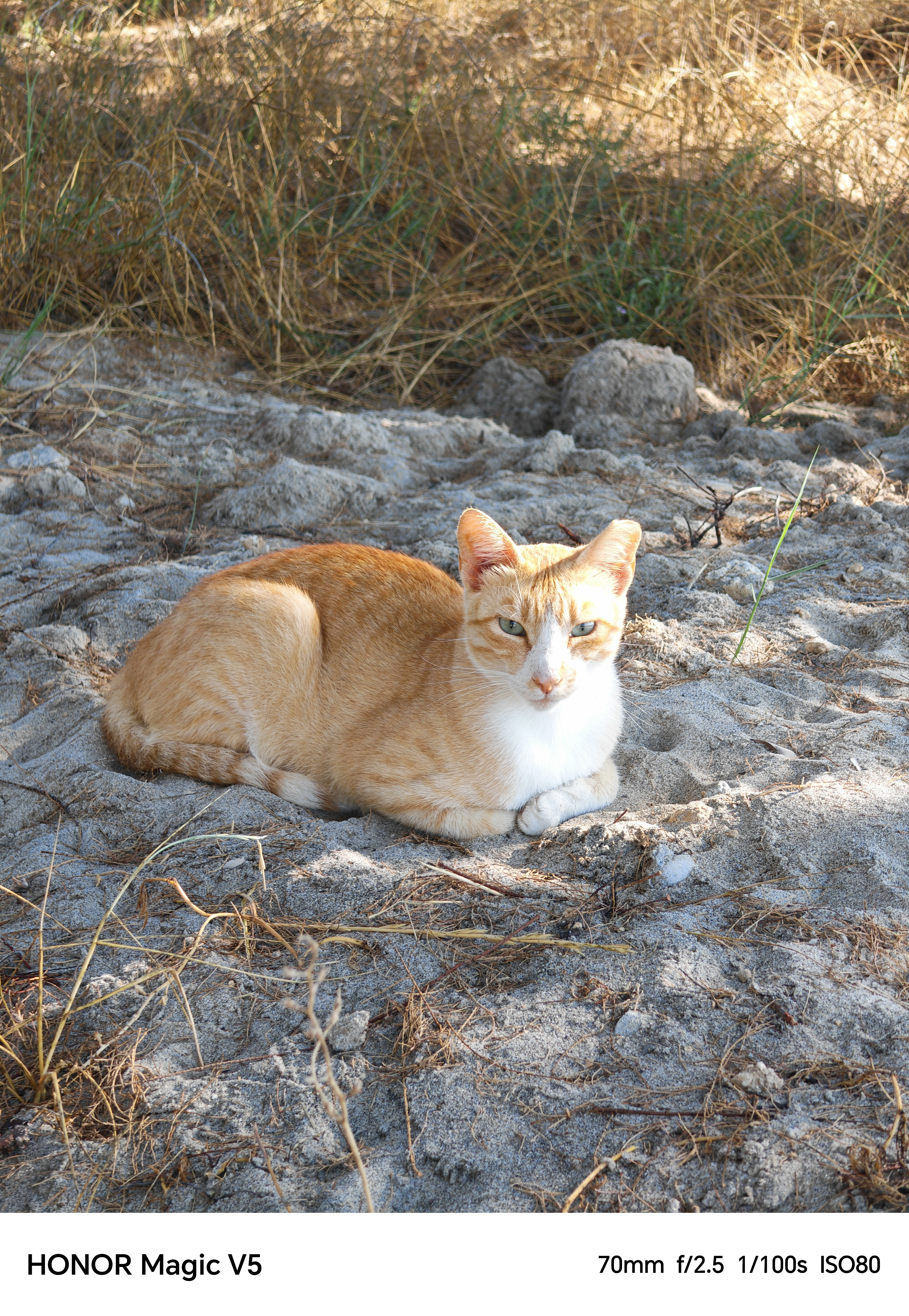 A cat sitting on a sandbank