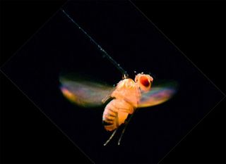 The Weirdest Things We've Done to Fruit Flies