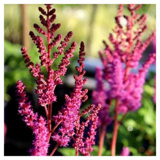 Close up shot of the pink, purple and red Astilbe chinensis