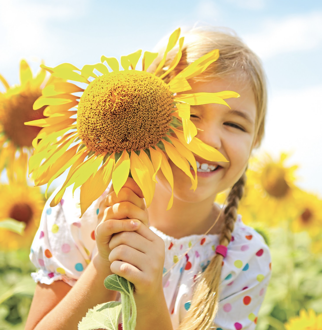 sunflowers