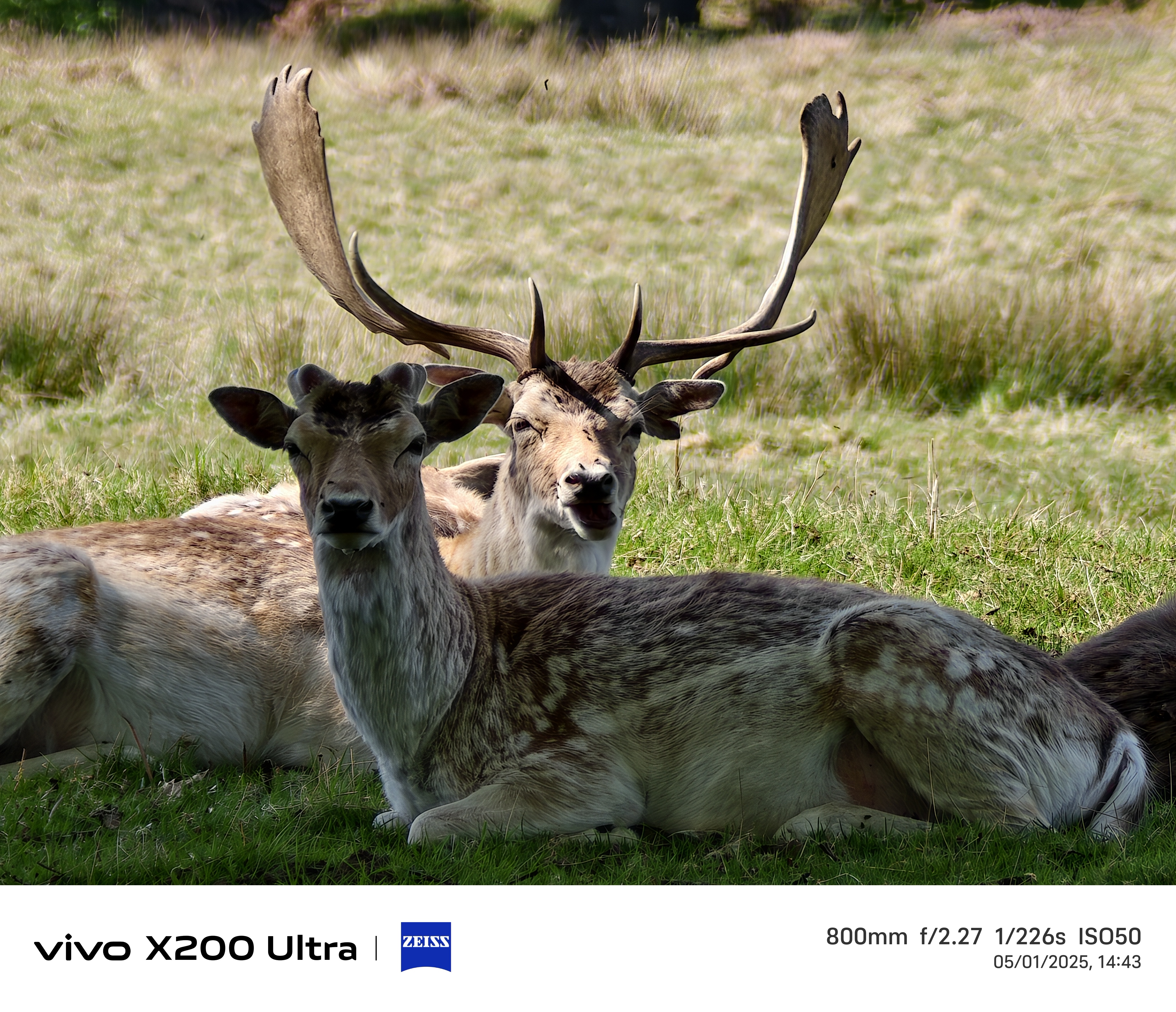 Two deer laying down in a field