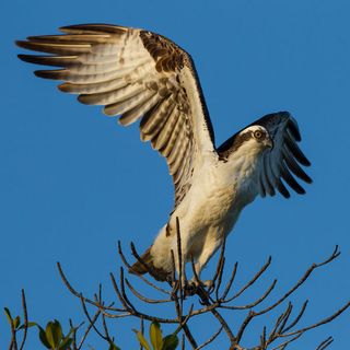 Ospreys are expected to be among the birds that travel through the New York City area during the first part of second week of September, predicts BirdCast, which forecasts bird migrations. 