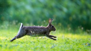 Rabbit jumping through grass