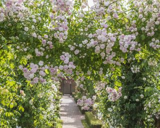 Belvedere rambling rose from David Austin Roses in bloom over a pergola