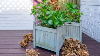 picture of hydrangea bushes in planters