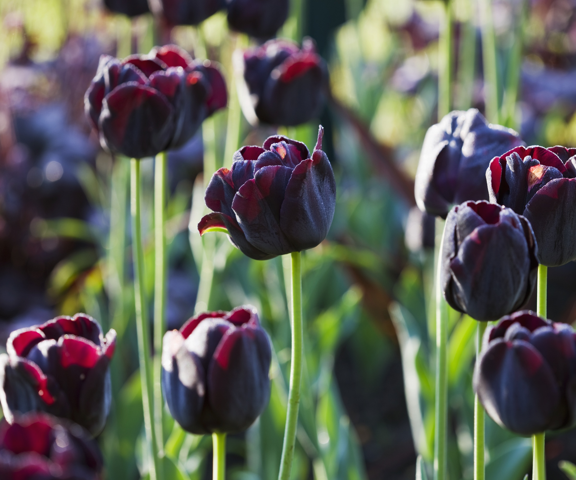 Tulip 'Paul Scherer'