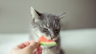 cat eating a slice of watermelon