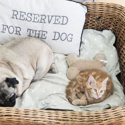 wooden basket with cat and dog