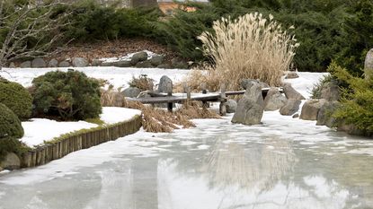 A frozen pond in a winter garden