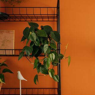 Philodendron next to orange wall