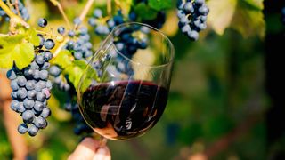 Nero Buono wine grapes with wine glass