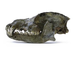 The skull of a Pleistocene wolf from the Trou des Nutons cave (Belgium), aged 26,000 years ago.