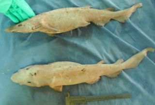 Small, pale cat sharks, possibly a new species.