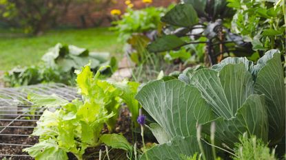 Why is it important to fertilize a vegetable garden in fall?