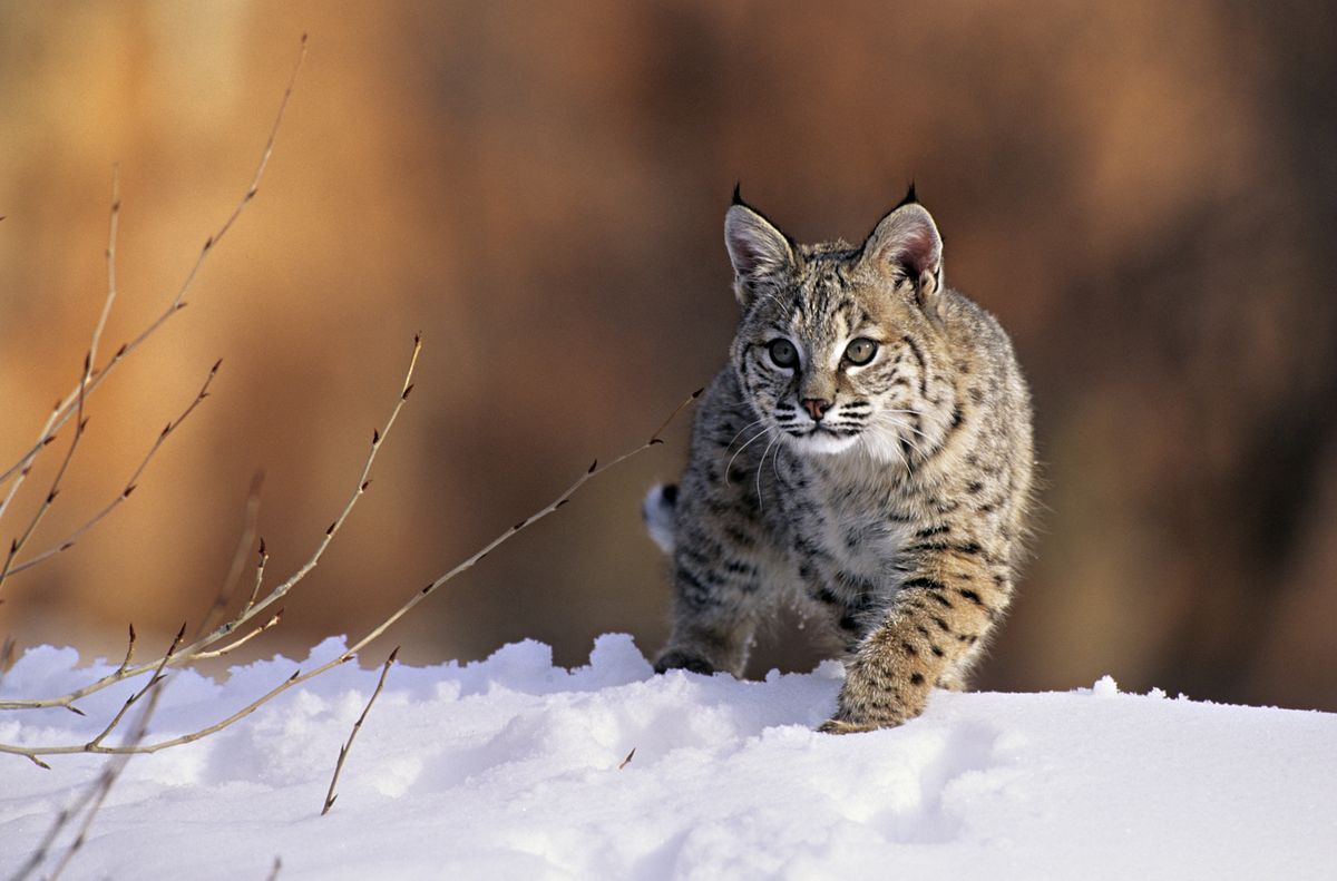 A bobcat stalking its prey in the snow